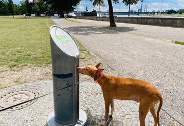 Ein Hund trinkt an einem Trinkwasserbrunnen der Stadtwerke Düsseldorf im Rheinpark