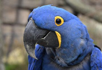 Porträt eines blauen Papageis, einem Hyazinth-Ara, im Zoo Wuppertal